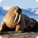 6165金沙总站app下载模拟器最新版下载-6165金沙总站app下载模拟器安卓版下载v1.1.9